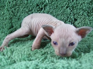 Male Sphynx Cat