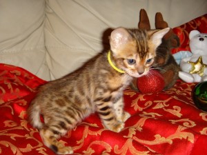 Bengal Kitten