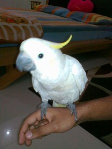 Beautiful Cockatoo Parrots