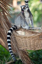 Ring-Tailed Lemur