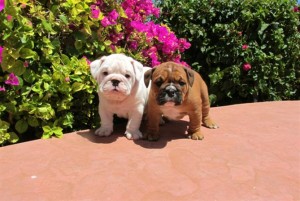 English Bulldog Puppies