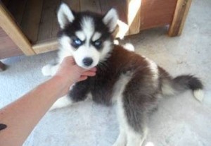 Purebred Siberian Husky with Blue eyes