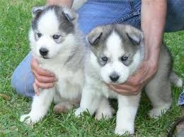 Black and White Blue Eyes Siberian Husky