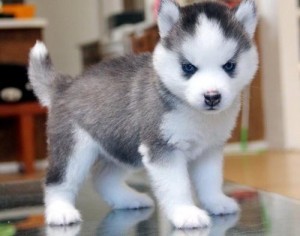 Husky with Blue Eyes