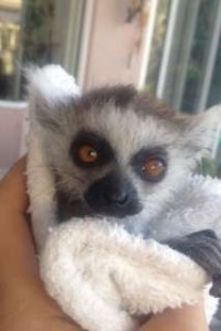 Affectionate Ring-Tailed Lemur Monkeys