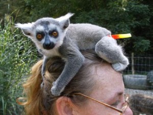 Ringtail Female Lemur