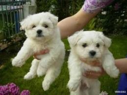 Maltese Pups for Adoption