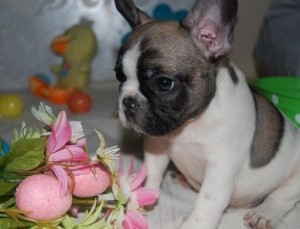 Two Beautiful French Bulldog Puppies