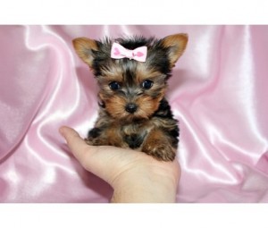 Purebread tiny teacup yorkie puppies