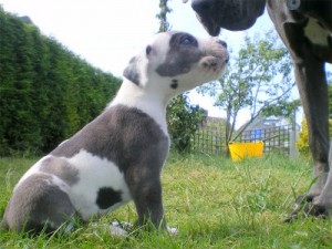 Adorable Great Dane Puppies