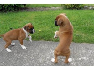 Two Friendly Boxer Puppies Available