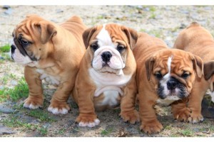 Quality English Bulldog Puppy