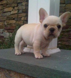 AKC Reg French Bulldog Puppy for Sale