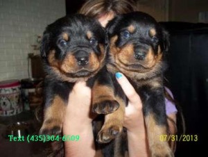 Rottweiler Puppies for Sale