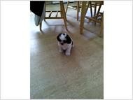 Shih-tzu Puppies for Sale