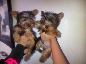 Yorkshire Terriers for Adoption