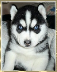 Beautiful Siberin Husky Puppies for You