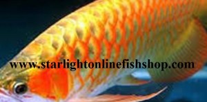 Arowana Fish for Sale