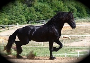 Beautiful Friesian Gelding Horses For Sale