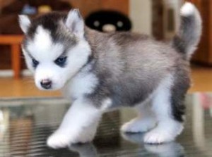 Outstanding Siberian Husky