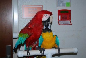 Tame Macaw Parrots, Kea, Cockatoo and Amazon Parrots
