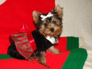 YORKIES AVAILABLE FOR ADOPTION