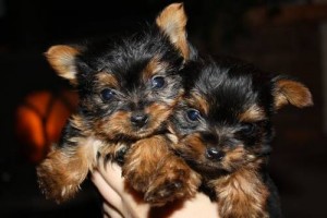 Super Cute Free Teacup Yorkie Puppies