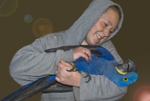 Hyacinth Macaw for Sale