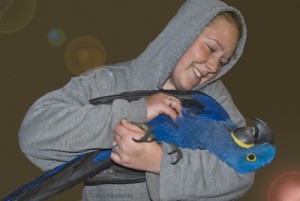 DNA Tested Female Hyacinth Macaw Parrot