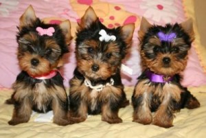 Beautiful Yorkie Puppies Available