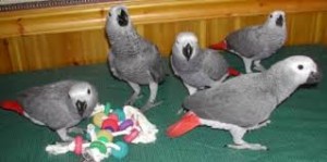 Parrots Eggs Available