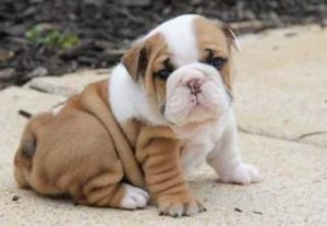 Home Raised English Bulldogs