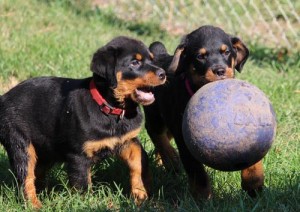 Adorable Rottweiler Puppies