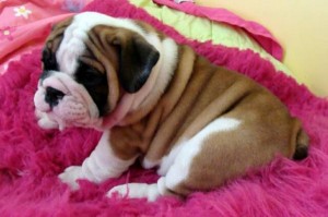 House Broken English Bulldog Puppies For Adoption