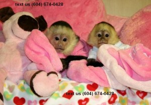 Tame Capuchin Monkeys for Sale