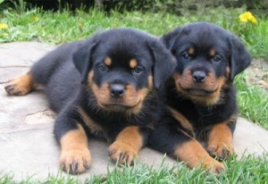 13 Weeks Old Rottweiler Pups