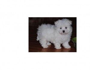 Cuttest Maltese Puppy