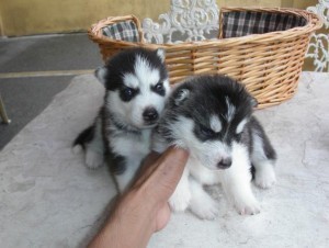 Siberian Husky Puppies!ready