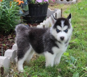 Cute Siberian Husky Pups