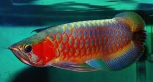 Live Arowana fishes