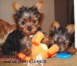 Yorkshire Terrier Puppy for Sale