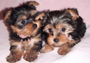 Yorkie puppies ready for new home.