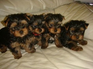 Teacup Perfection is our YORKIE PUPPY