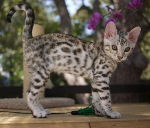 Looking for a Bengal kittens