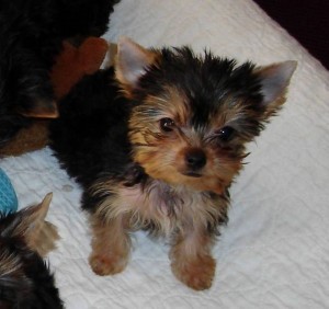 Yorkie Puppies