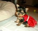 Teacup Yorkie Puppies