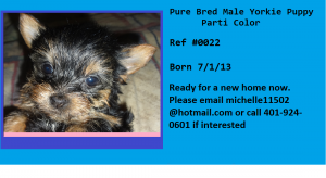 Male Yorkie Yorkshire Terrier Puppy Parti colored