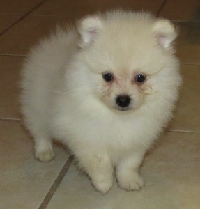 Teacup Pomeranian Puppies for Rehoming