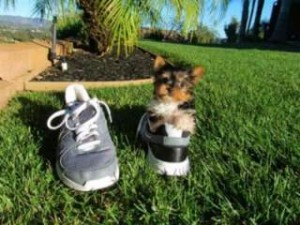 Teacup Parti Carrier Yorkie