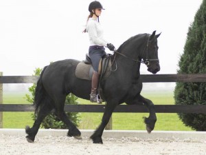 Friesian Gelding Horse for Sale